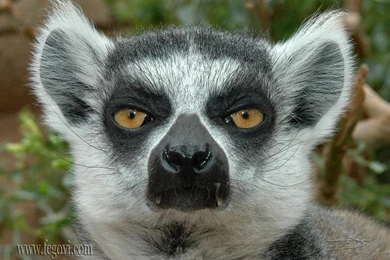 Lemur HD Desktop Wallpapers