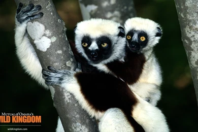 Wild: Lemur Wallpapers Pictures HD For HD 16:9 High Definition WQHD ...