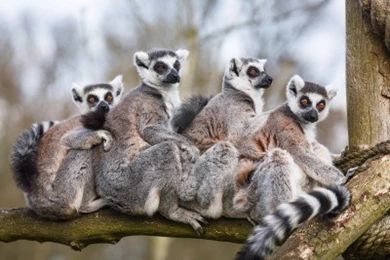 Madagascan Lemurs HD Wallpapers