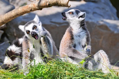 Lemur Computer Wallpapers, Desktop Backgrounds
