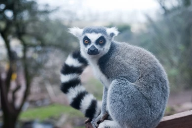 Lemur Wallpapers For PC