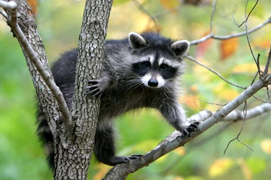 The Pictures For   > Lemur Wallpapers