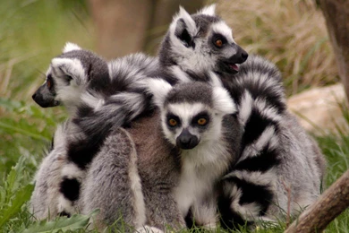 Lemur Desktop And Mobile Wallpapers   Animals Town