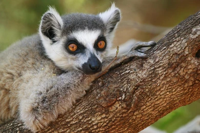 Lemur Wallpapers, Images, Photos, Pictures & Pics