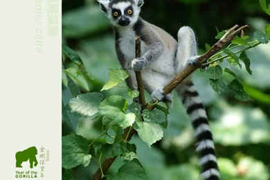 Taipei Zoo ─ Lemur