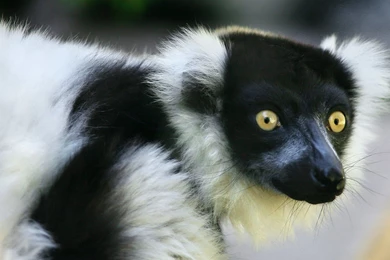 Black And White Lemur Wallpapers
