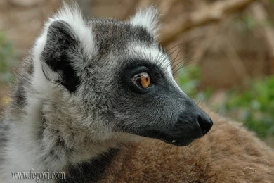 Lemur Wallpapers. Images And Animals Lemur Pictures (700)