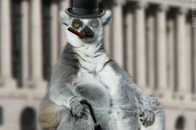 A Grumpy Lemur In Bowler Hat.