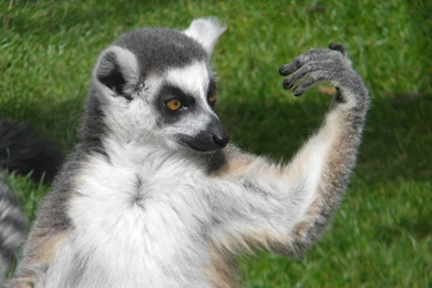 Ring Tailed Lemur Wallpapers   ImgMob