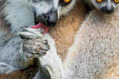 Lemurs Wallpaper, Animals / Wild: Lemurs, Lemur, Animals, Cute ...