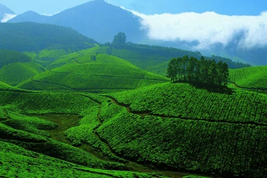 Devikulam Hills In Munnar, Kerala, India
