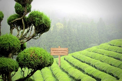 Wyte Mist Hotel Munnar, Kerala