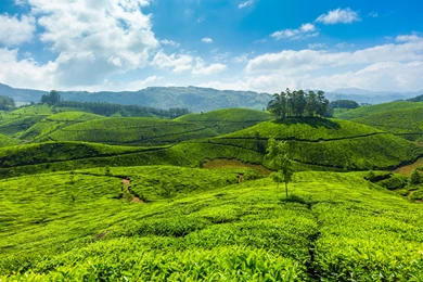Fields Of Tea Wallpapers HD