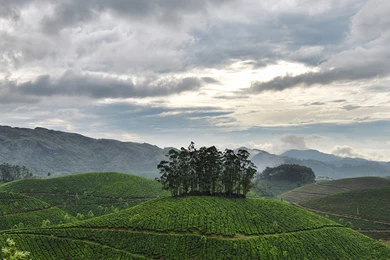 InterfaceLIFT Wallpaper: Munnar Tea Gardens