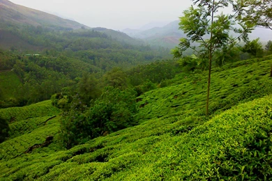 Free 1600X1200 Munnar Wallpapers Screensaver Preview Id 105216 ...