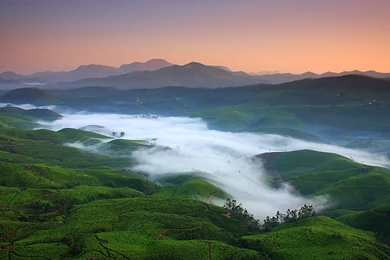 Morning Mist Covers The Valley Of Tea Fields And Shola Forests ...