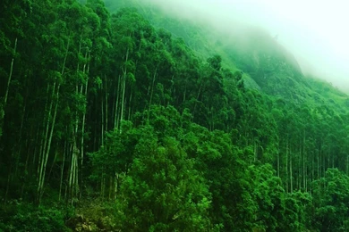At Munnar Hill Station Kerala India Wallpapers In 1920x1080 Resolution