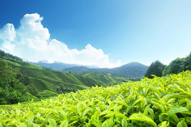 Green Tea Field, Kerala, India Wallpaper_other_health Questions ...