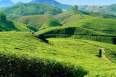 Most Famous Tea Plantation Land – Munnar