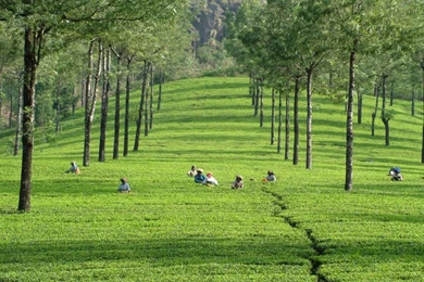 Green Tea Field, Kerala, India Wallpaper_other_health Questions ...