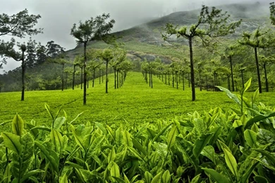 Around The Sri Lanka – SAS Travels