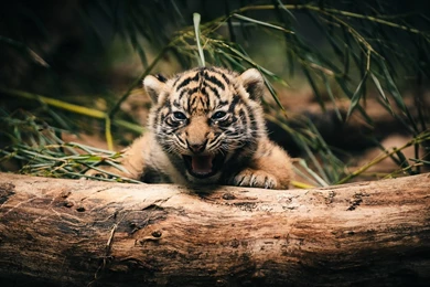 1440x900 Tiger Cub Hd Wallpapers