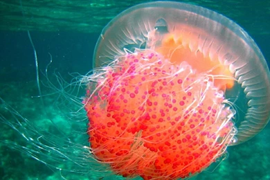 Jellyfish Hd Wallpapers 1440x900 Widescreen Hd Wallpaper