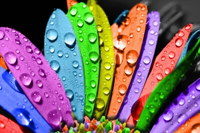 Flowers Colorful 2560x1600px ► High Definition Photos