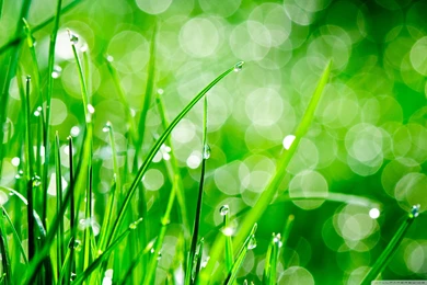 Water Drops On Grass HD Desktop Wallpapers : High Definition ...