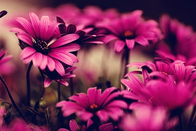Pink Flowers Wallpapers
