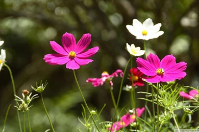 Spring Flowers Hd Wallpapers 150x150 Hd Wallpapers Spring Flowers ...