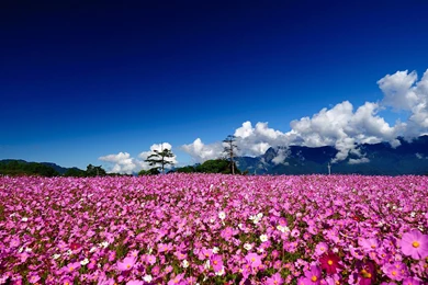 Hd wallpapers nature flowers (9)