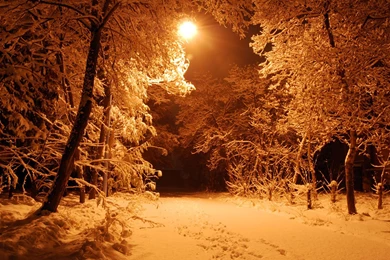 Winter Night