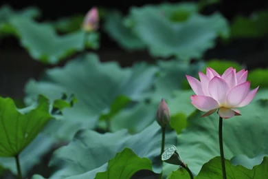 Wallpapers Gallery Multimedia HKU