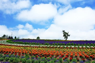 Summer Country Desktop – BUZZERG