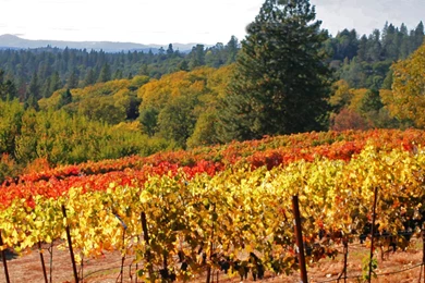 California Wine Magazine   Wallpapers