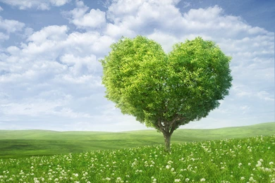 Love Tree HD Desktop Wallpapers : Widescreen : High Definition ...