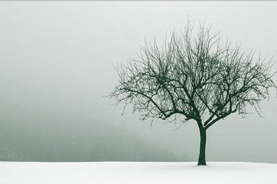 Tree Wallpapers Windows Wallpapers