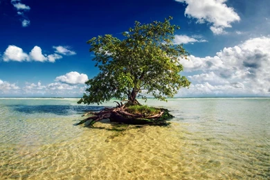 Tree Wallpapers Beach Wallpapers