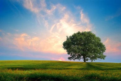 Lonely Tree Wallpapers