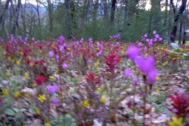 Tumblr Backgrounds Soft Grunge Gif