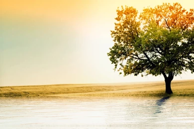 Beautiful Tree Wallpapers