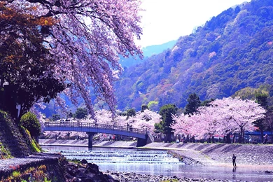 Spring Nature Wallpapers » Spring 2016 Images, Pictures ...