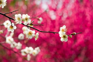 Spring Nature Wallpapers