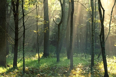 Tennessee National Park Cove Great Smoky Mountains Wallpapers