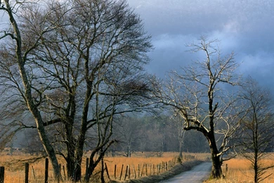 Nature: Sparks Lane Cades Cove Great Smoky Mountains National Park ...