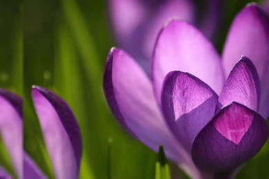 Spring Wallpapers Free 1920 1080 High Definition Wallpapers