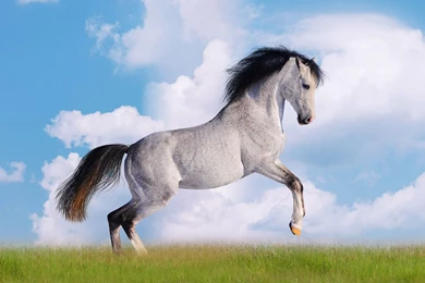 Oversized Galloping Horses Wallpapers 11 － Animal Wallpapers ...