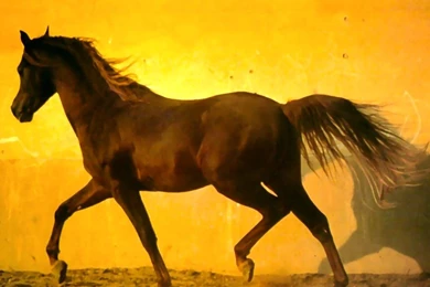 Horses Wallpapers Free   Wallpapers Cave