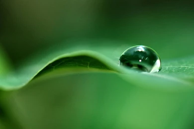 1280x1024 Green Dew Desktop PC And Mac Wallpapers